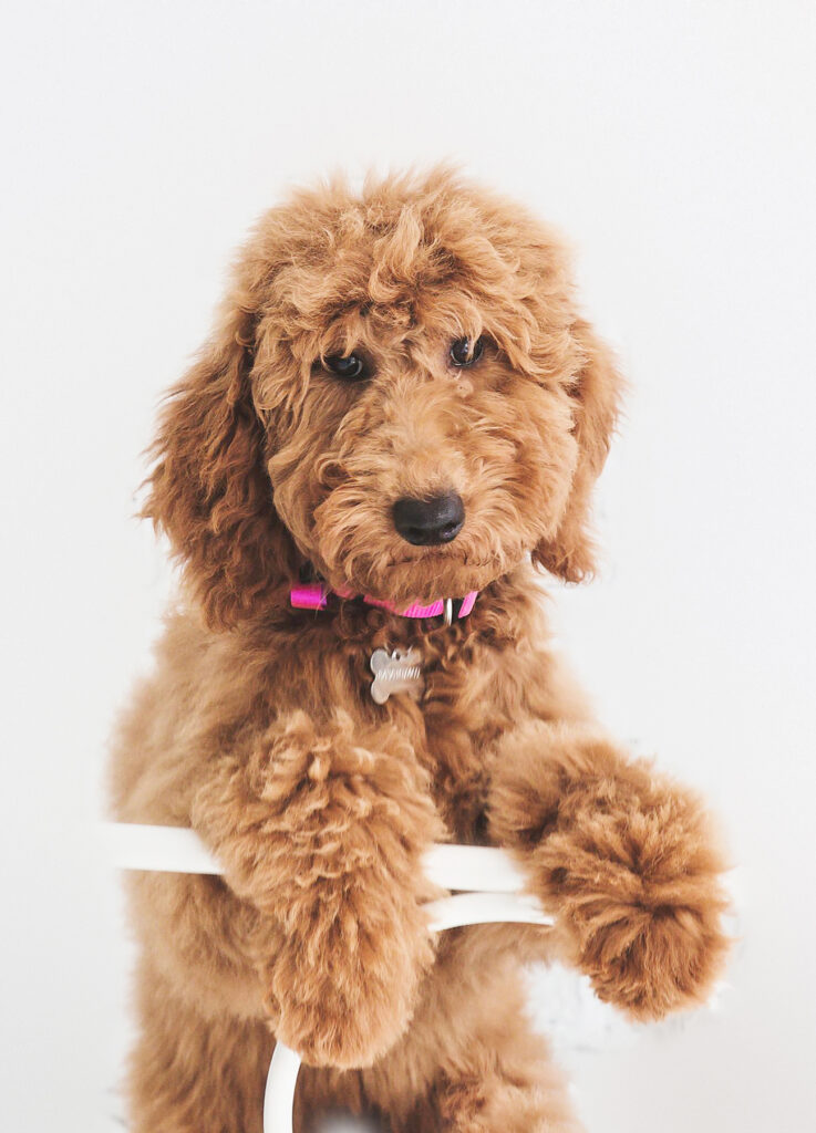 goldendoodle photography florence sc