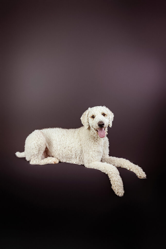 goldendoodle dog photo