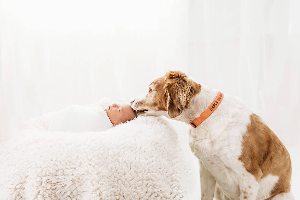 Family dog Darla licking baby Harrys forehead as he lays swaddled on a fluffy blanket at Reflection Images by Tracy Rowell in Florence SC