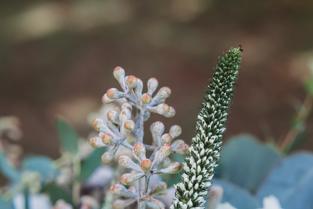 Macro detail of veronica stem and seeded greenery showing natural texture in wedding florals by Carolina Blossoms.