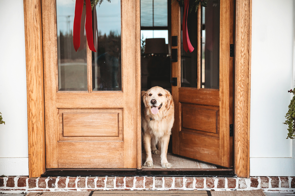 Golden retriever sitting in wooden doorway with red ribbons, warm natural lighting, professional photographer near me